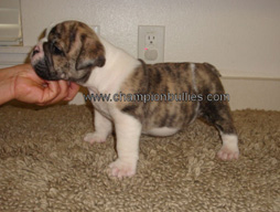 bulldog_puppy_for_sale