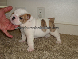 bulldog_puppy_for_sale